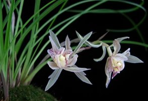 兰花几月开花