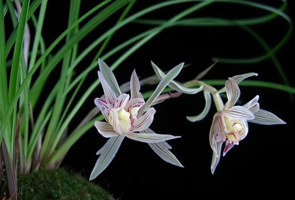 兰花几月开花