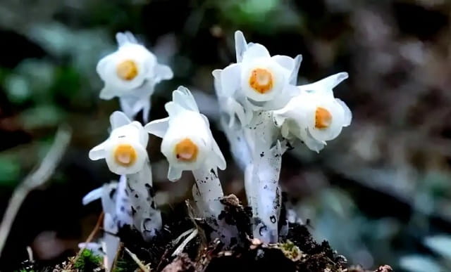 水晶兰的花语和寓意