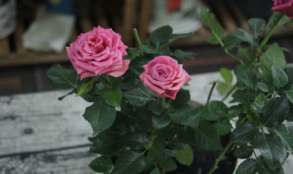 月季花怎么嫁接