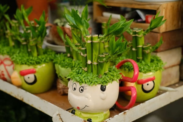 富贵竹可以土养吗