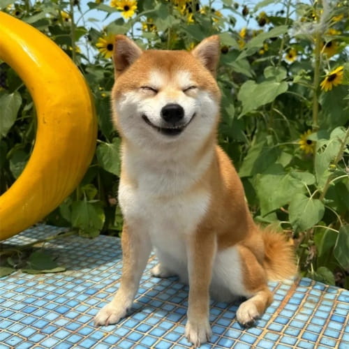 柴犬