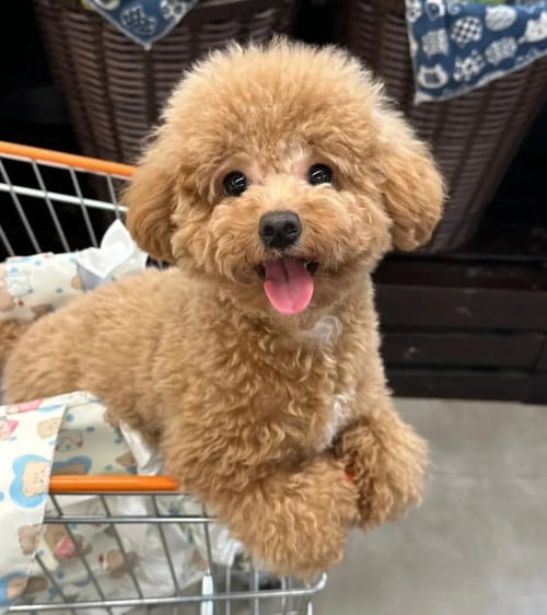 贵宾犬