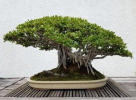养小叶紫檀深盆好浅盆好