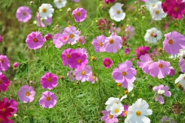 格桑花的花语和寓意