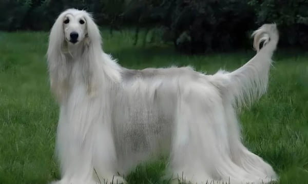 阿富汗猎犬