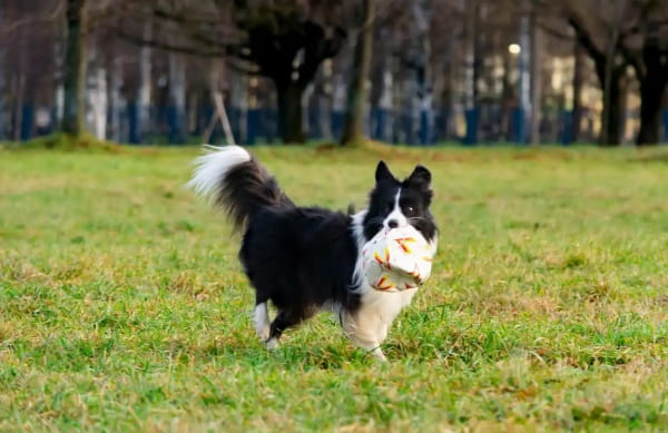 边境牧羊犬