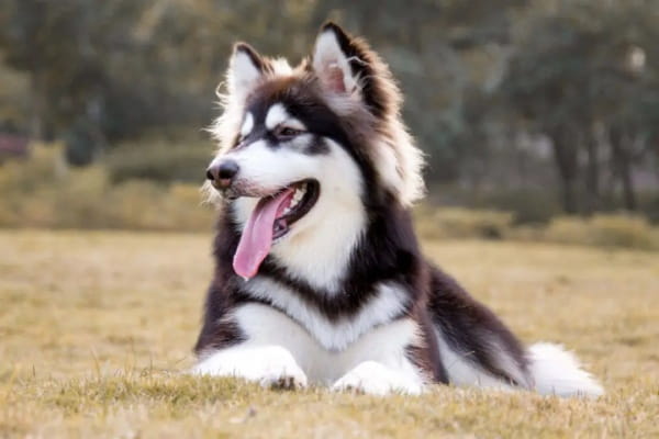 阿拉斯加犬