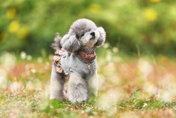 贵宾犬