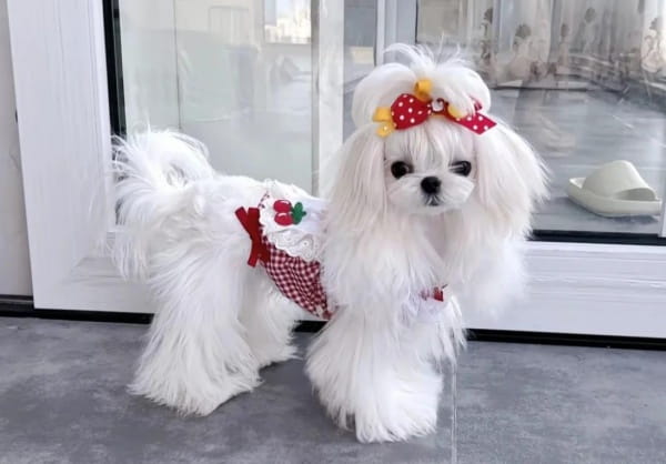 马尔济斯犬