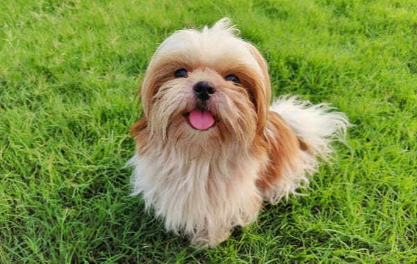 西施犬