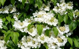木香花简介