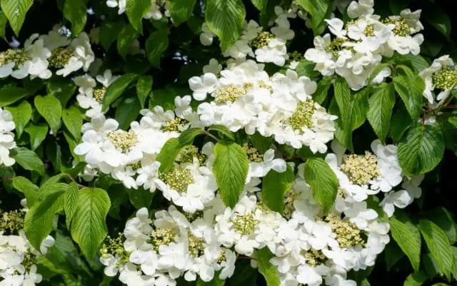 木香花简介