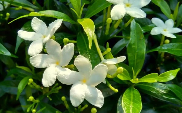 栀子花的花语是什么