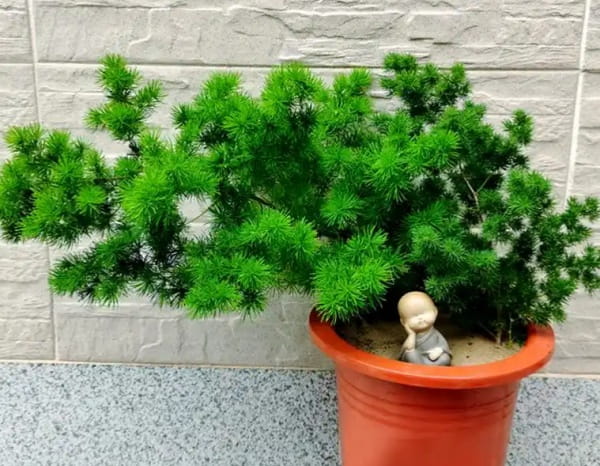 蓬莱松简介及养殖方法