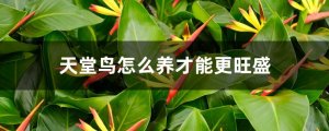 天堂鸟花怎么养才能更旺盛