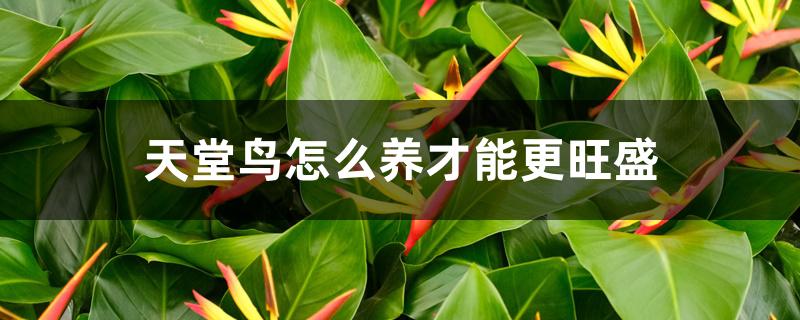 天堂鸟花怎么养才能更旺盛