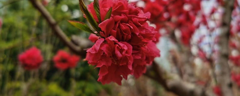 碧桃花的花语
