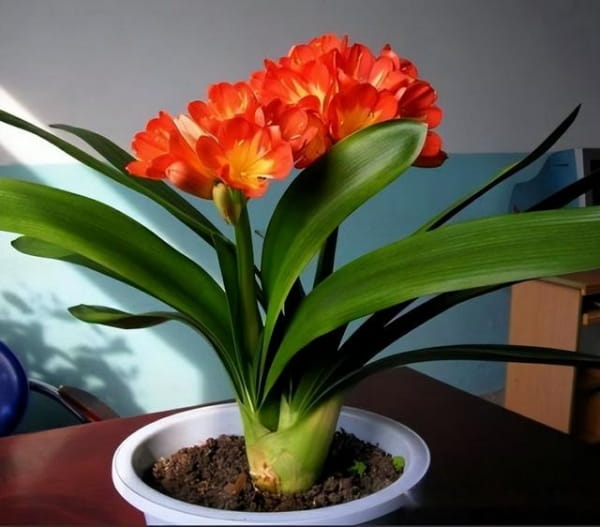 君子兰简介及养殖方法