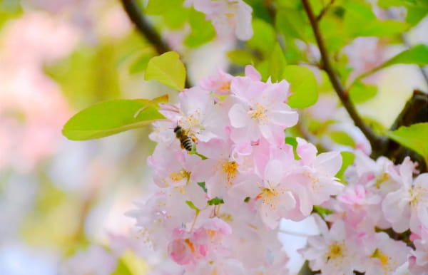 海棠花怎么养