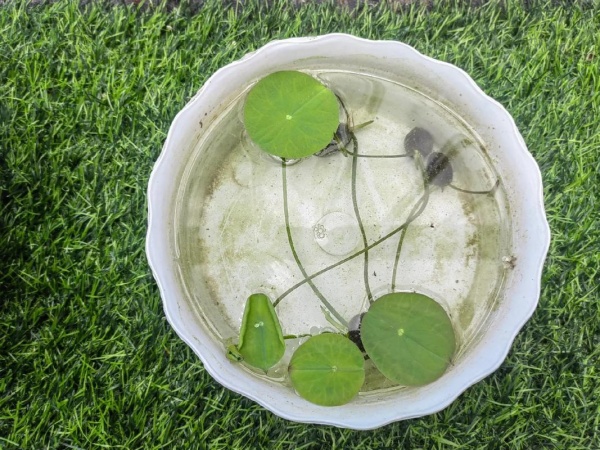 碗莲的种植方法水培