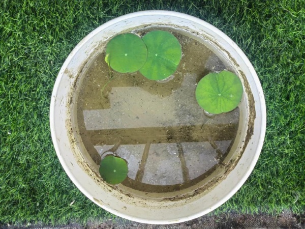 碗莲的种植方法水培