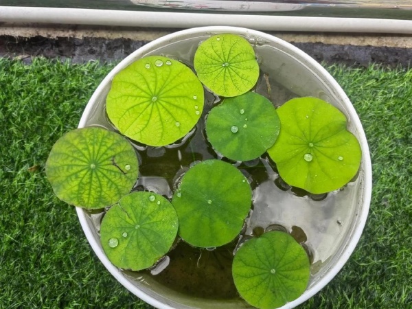 碗莲的种植方法水培
