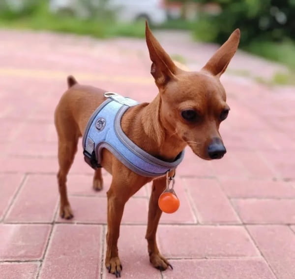 小鹿犬