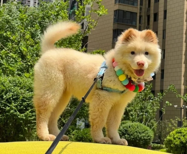土松犬