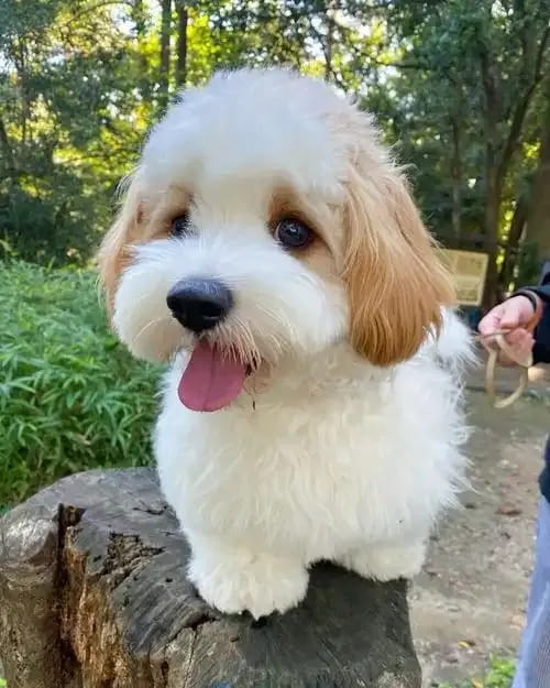 骑士比熊犬
