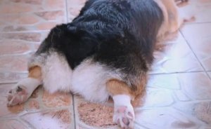 狗狗后脚有几个脚趾