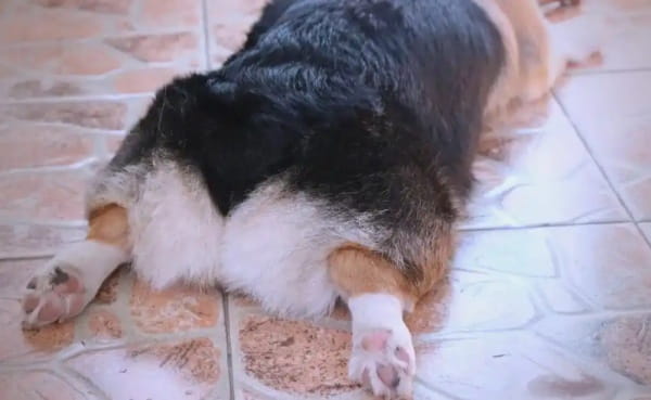 狗狗后脚有几个脚趾