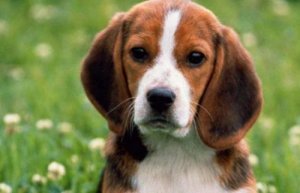 比格犬一生认几个主人