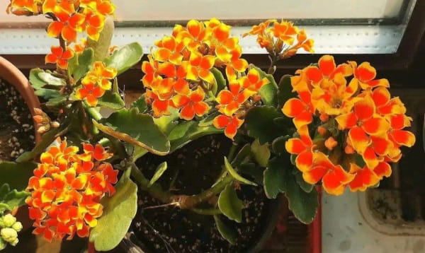 长寿花的花语