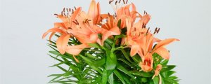 百合花的花语和寓意