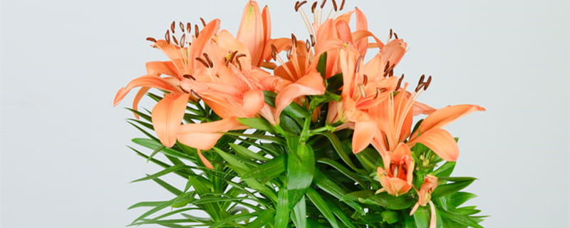 百合花的花语和寓意