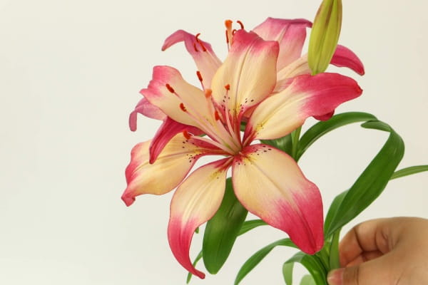 百合花的花语和寓意