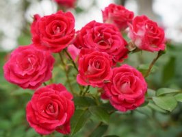 月季花是什么颜色