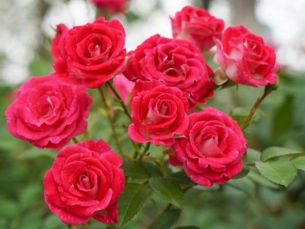 月季花是什么颜色