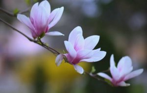 玉兰花什么时候开