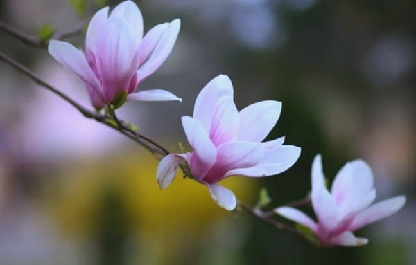 玉兰花什么时候开