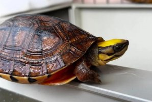 世界十大最漂亮乌龟，金钱龟排名第一