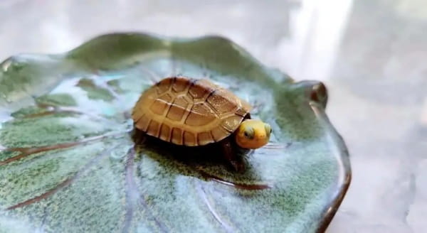 黄喉拟水龟