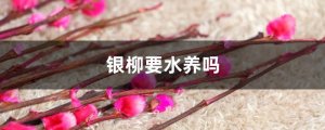银柳要放水养吗