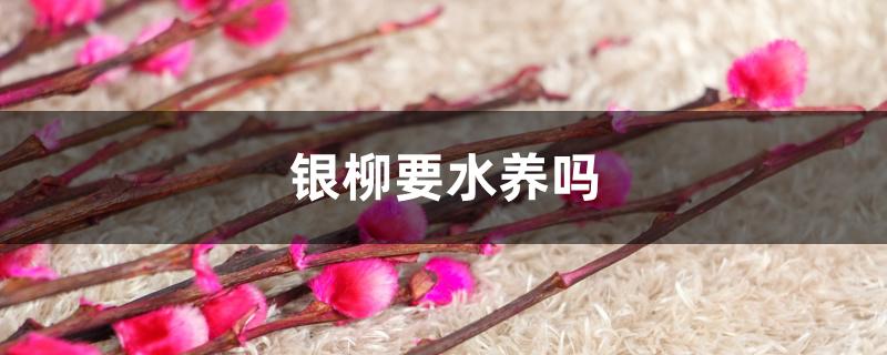 银柳要水养吗 银柳要水养吗