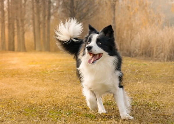 边境牧羊犬