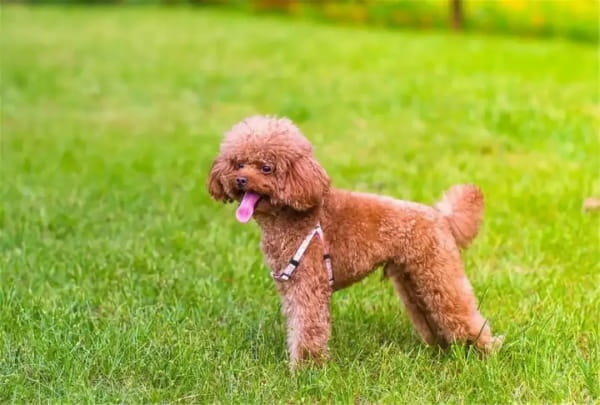 泰迪犬
