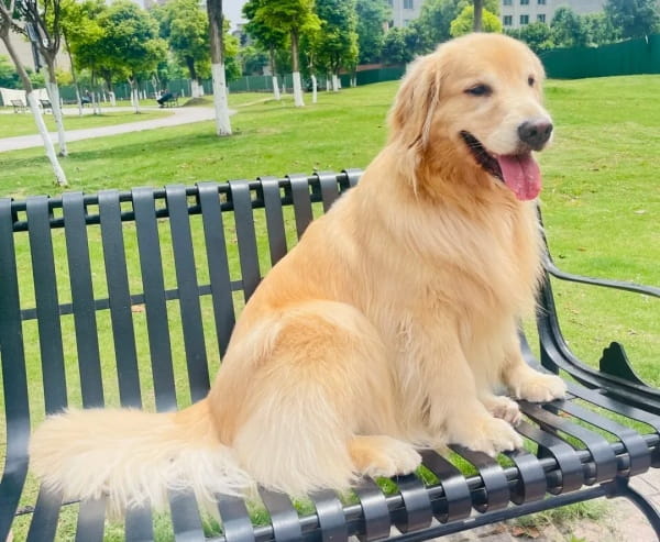 金毛犬