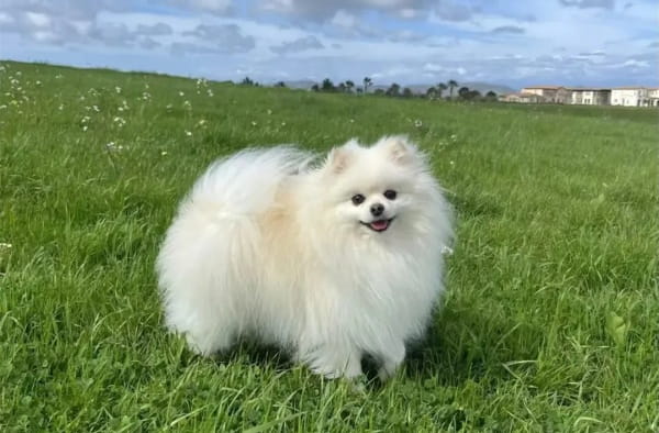 博美犬