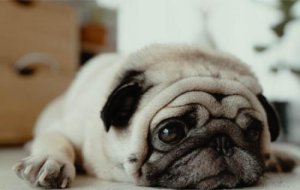 狗狗的寄生虫会传染人吗